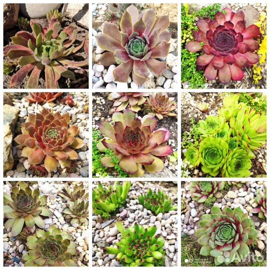 Молодило, Каменная роза