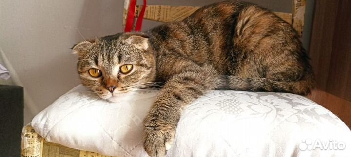 Шотландская вислоухая кошка бесплатно