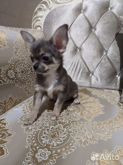 Голубой триколор чихомальчик