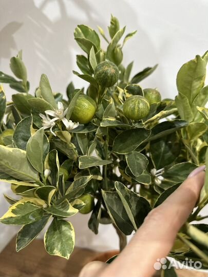 Цитрофортунелла Каламондин Вариегата цветы/плоды