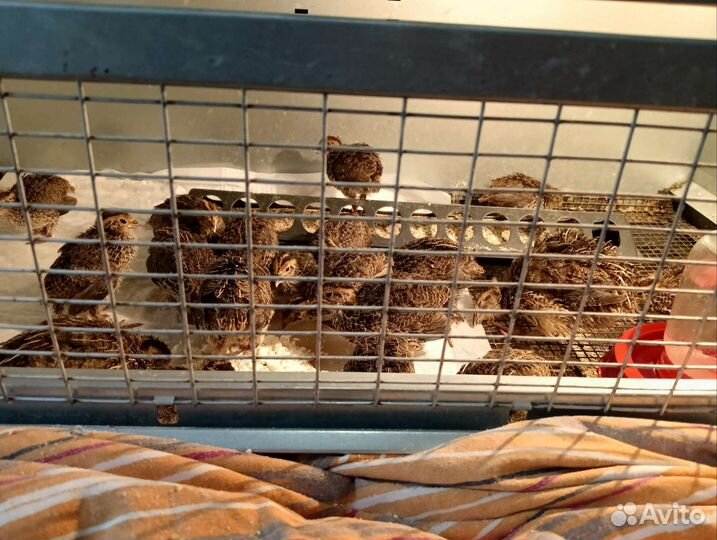 Перепела продажа