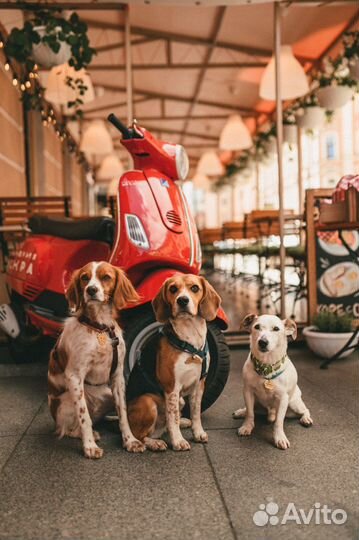 Дрессировка и воспитание собак и щенков. Кинолог