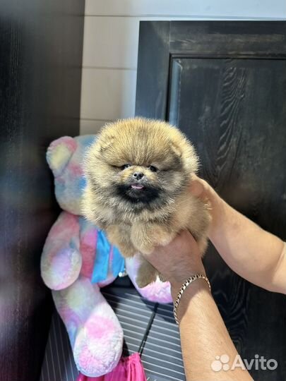 Яркий рыжий соболь медвежонок