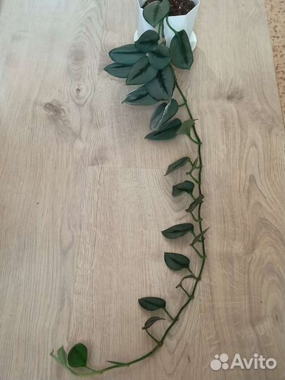 Сциндапсус мунлайт