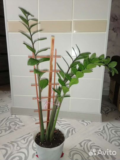 Замиокулькас