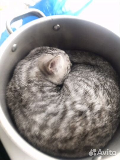Котик в добрые руки
