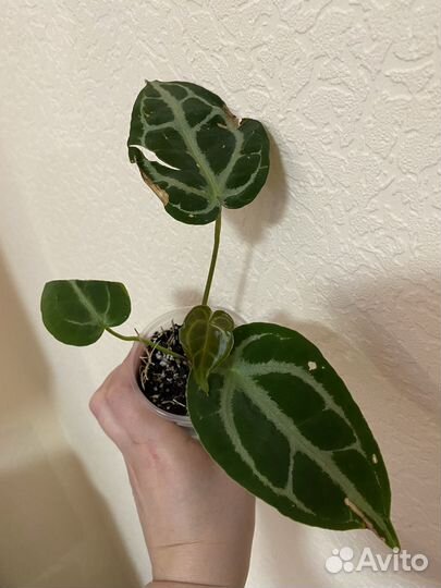 Хлорофитум Оранж. Кристаллинум. Аглаонемы