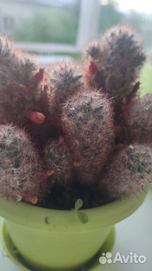 Кактус цветущий