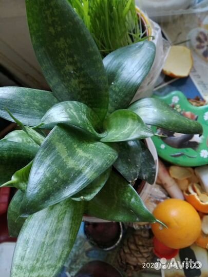 Сансевиерия щучий хвост