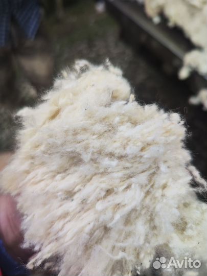 Шерсть овечья мытая отчес