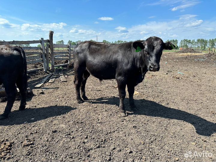 Быки на племя абердин-ангус