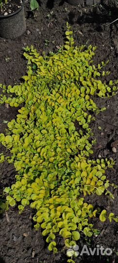 Вербейник монетчатый ауреа