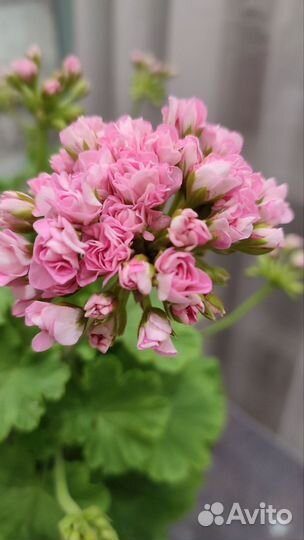 Пеларгония герань Princess Philippa