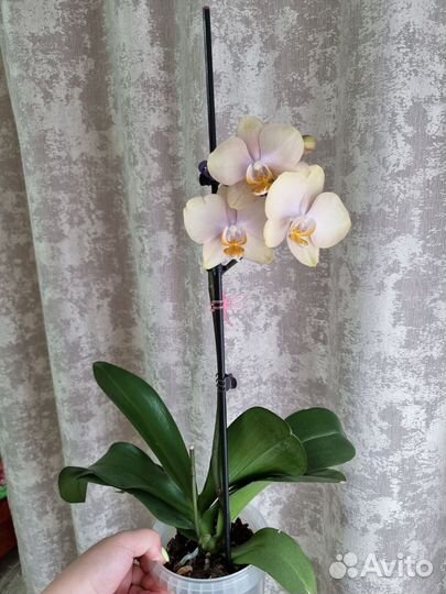 Орхидея фаленопсис