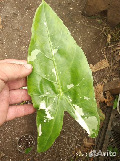 Алоказия кобра вар (cobra variegata)