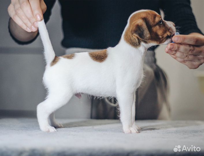 Щенки Парсон рассел терьер