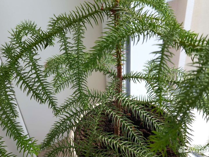 Араукария 60 см