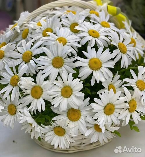 Букет ромашек, ромашка