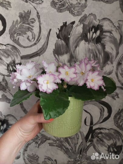 Узумбарская фиалка