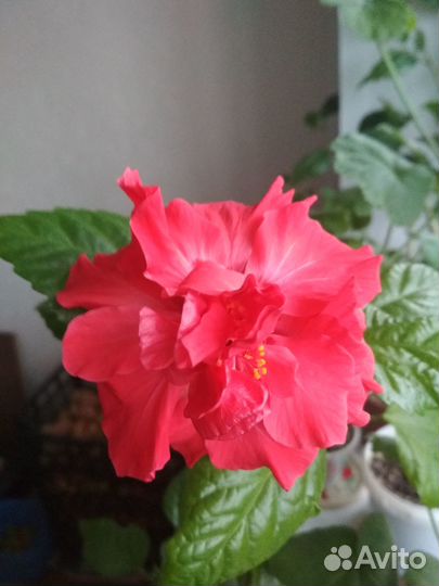 Комнатный цветок