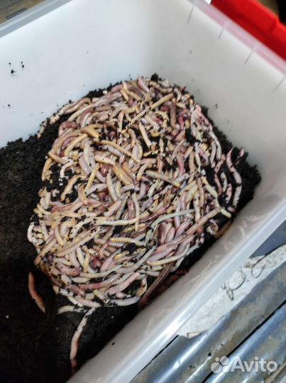 Червь дендробена