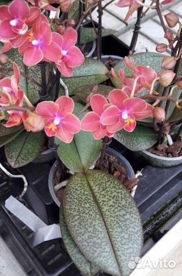 Орхидеи Парфюмерная фабрика