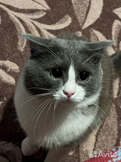 Кот в хорошие руки