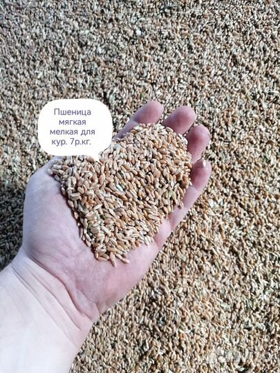 Зерно пшеница ячмень