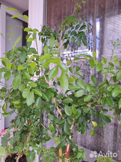 Комнатные растения