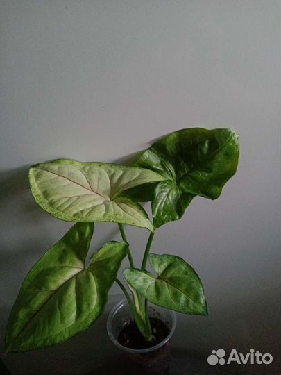 Сингониумы