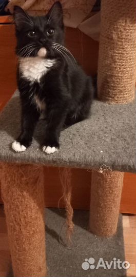 Котенок девочка