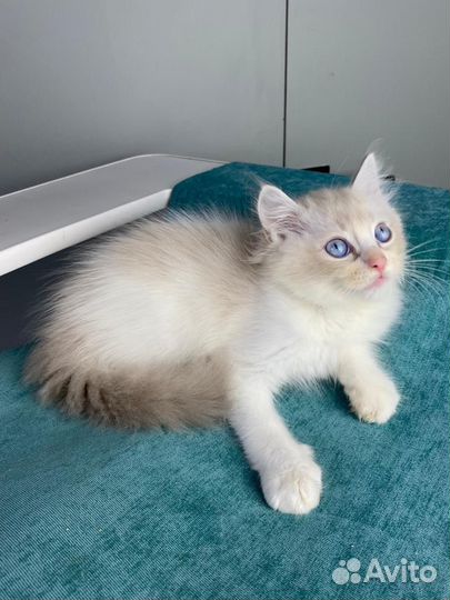 Котята рэгдолл
