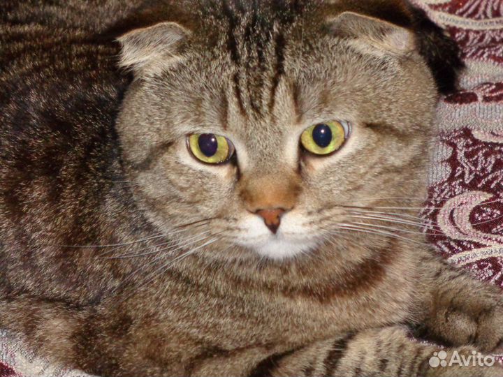 Мультики на DVD дисках