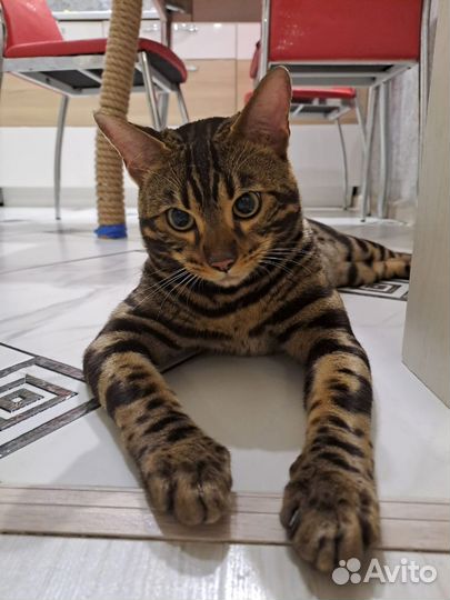 Бенгальский кот, вязка