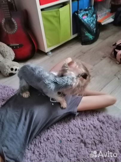 Домашняя передержка собак