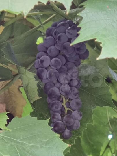 Дача 55 м² на участке 5,5 сот.