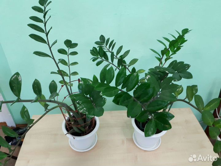 Замиокулькас