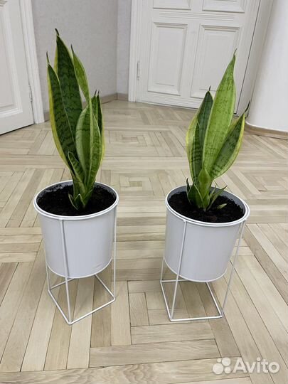 Сансевиерия Лауренти или тещин язык