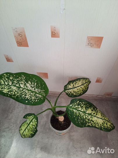 Диффенбахия