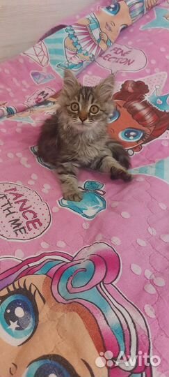 Котенок в добрые руки