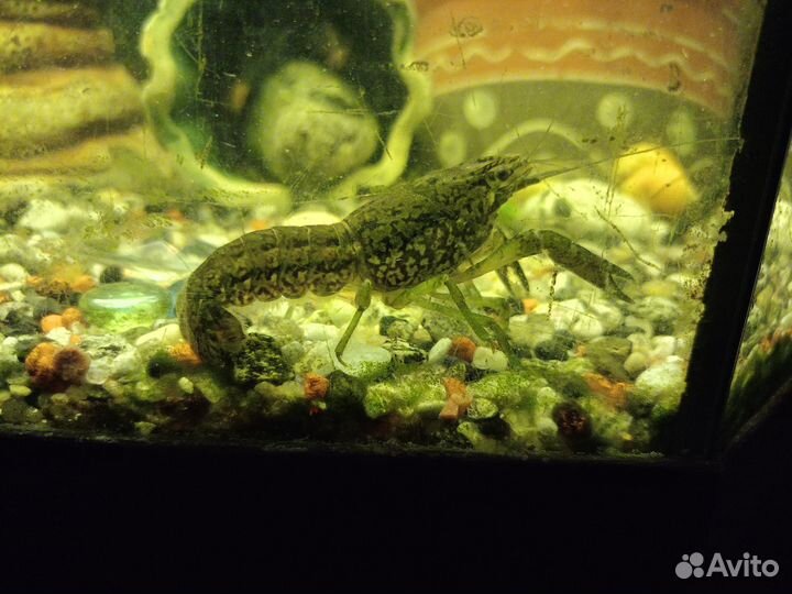 Мраморные раки, улитки ампулярии