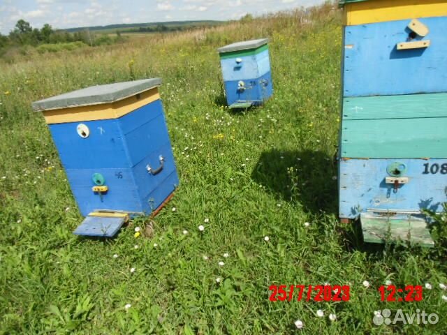 Продам пчел с ульями