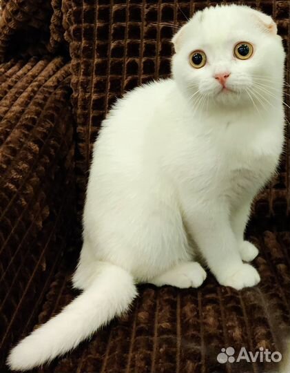 Шотландские вислоухие котята из питомника