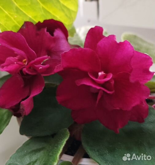 Фиалки листы, детки, цветущие можно почтой