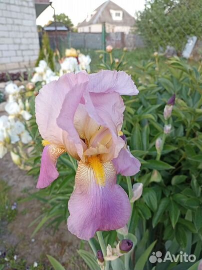 Ирисы бородатые, разные