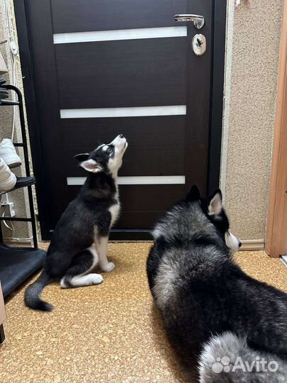 Щенок хаски