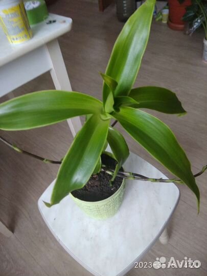 Гибискус и др