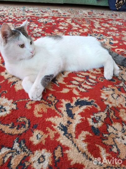 Кошка в дар бесплатно