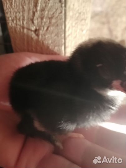 Цыплята Доминанты