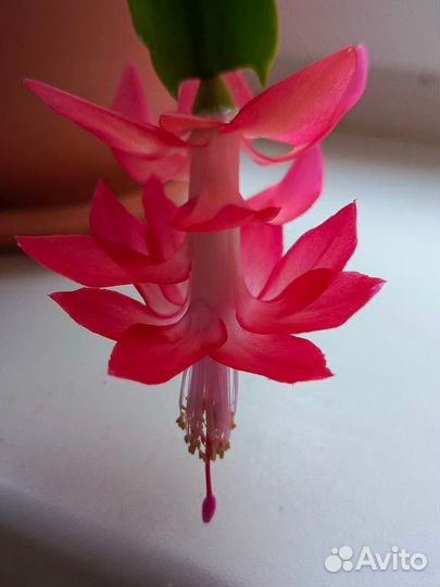 Декабрист шлюмбергера фуксия, розовый